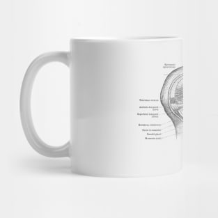 Face Muscular Diagram - Vintage Anatomy Mug